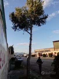 Vendita terreno con capannone in ferro