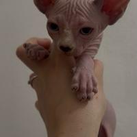 Sphynx