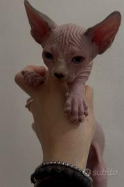 Sphynx