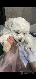 Cuccioli cani maltesi