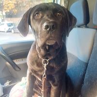 Cucciolo di cane corso di 7 mesi