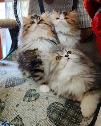 Gatti persiani