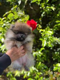 Cucciola Spitz tedesco nano Pomerania