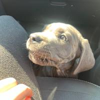 Cucciole di cane corso