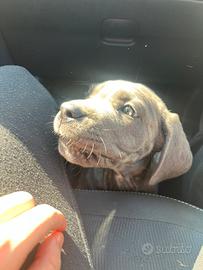 Cucciole di cane corso