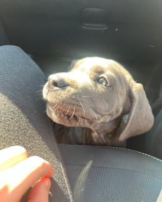 Cucciole di cane corso