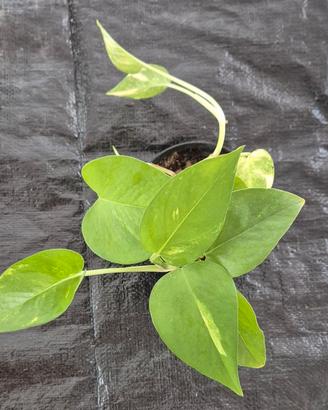 pothos vaso 10 cm, pianta h 20 cm con vaso
