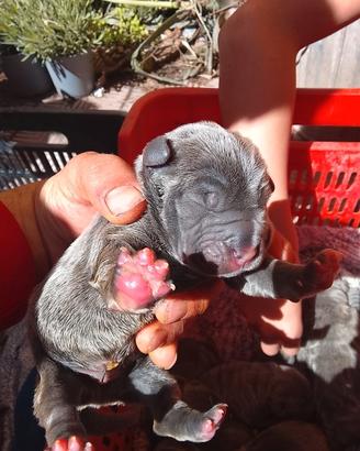 Cuccioli di mastino napoletano