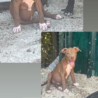 Cuccioli di pitbull alta genealogia