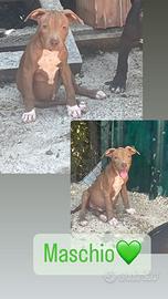 Cuccioli di pitbull alta genealogia