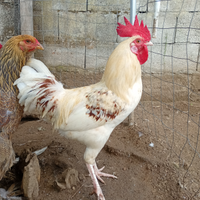 Galline