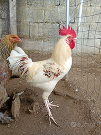 Galline