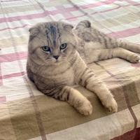 Scottish fold per accoppiamento