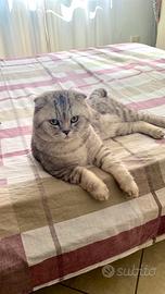 Scottish fold per accoppiamento