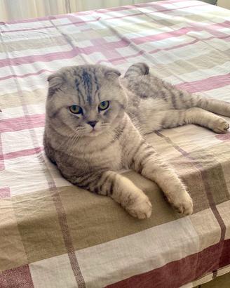 Scottish fold per accoppiamento