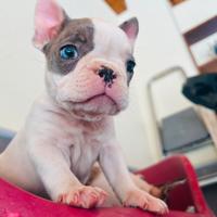 Bulldog francese cuccioli