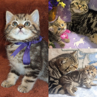 Gattina British Shorthair