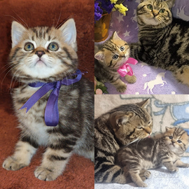 Gattina British Shorthair