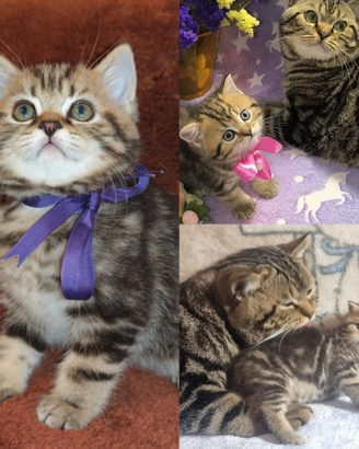 Gattina British Shorthair