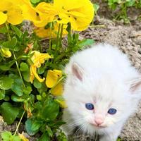 Cucciolo di ragidoll