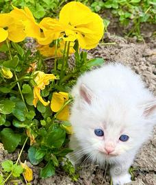 Cucciolo di ragidoll