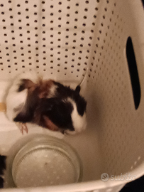 Porcellini d'india tre color