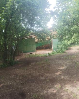 Noccioleto con grande capannone