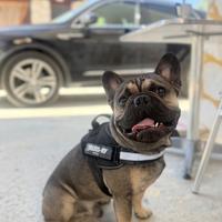 Bulldog francese maschio per accoppiamento