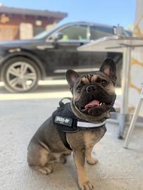 Bulldog francese maschio per accoppiamento
