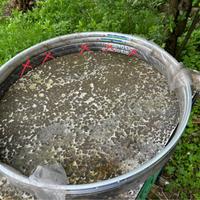 Coppia cerchi bicicletta da corsa Ambrosio