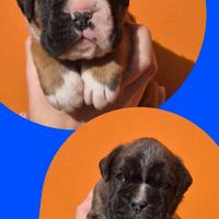 Boxer cuccioli