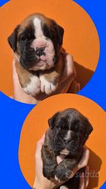 Boxer cuccioli