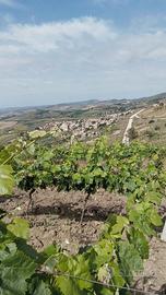 Terreno agricolo comune Poggioreale TP