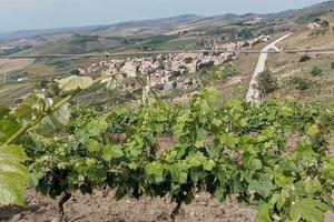 Terreno agricolo comune Poggioreale TP
