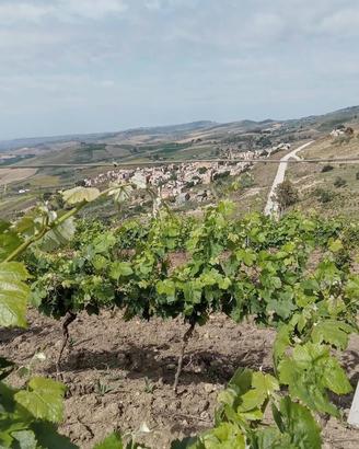 Terreno agricolo comune Poggioreale TP