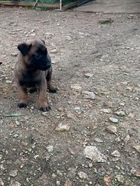 Cuccioli pastore belga malinois