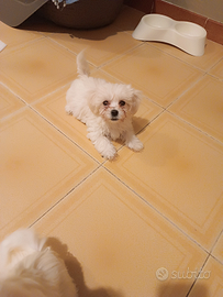 Maltese Toy