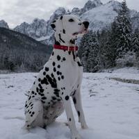 Disponibile per monta cane dalmata maschio