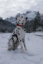 Disponibile per monta cane dalmata maschio