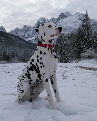 Disponibile per monta cane dalmata maschio