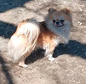 Chihuahua