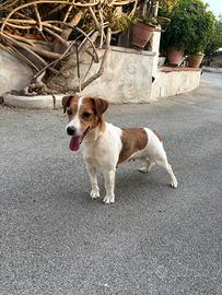 Jack Russell Terrier adulta
