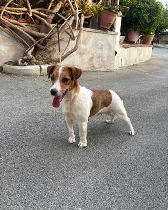 Jack Russell Terrier adulta