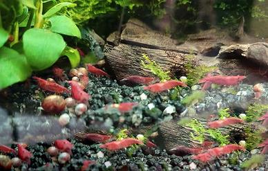 Caridine piante ed altro acquario