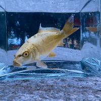 Carpe Koi nate in laghetto biologico