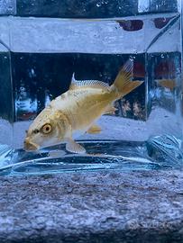 Carpe Koi nate in laghetto biologico