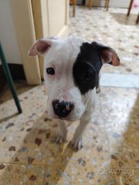 Amstaff