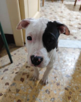 Amstaff