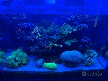 Coralli acquario marino