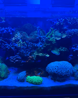 Coralli acquario marino